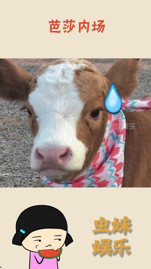 娱乐吃瓜酱谁的好,揭秘明星们的“吃瓜”喜好大揭秘